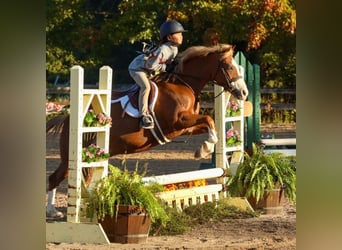 Dales Pony, Castrone, 11 Anni, 124 cm, Sauro scuro