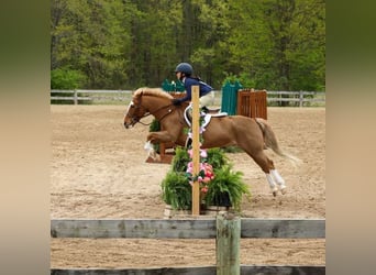 Dales Pony, Castrone, 9 Anni, 124 cm, Sauro scuro