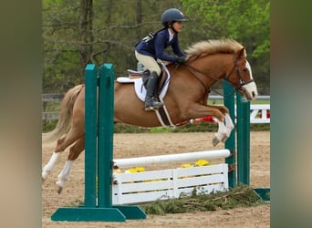 Dales Pony, Castrone, 9 Anni, 124 cm, Sauro scuro