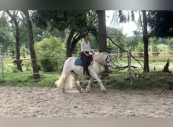 Dales Pony, Gelding, 10 years, 13.1 hh, Gray