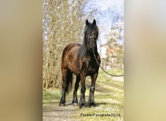 Dales Pony, Giumenta, 4 Anni, 144 cm, Morello