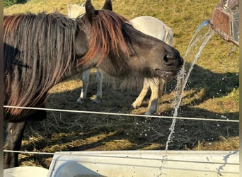 Dales Pony, Stute, 2 Jahre, 13,2 hh, Schwarzbrauner