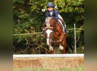 Dales Pony, Ruin, 11 Jaar, 124 cm, Donkere-vos