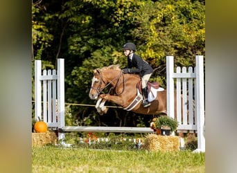 Dales Pony, Ruin, 11 Jaar, 124 cm, Donkere-vos