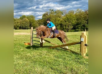 Dales Pony, Ruin, 11 Jaar, 124 cm, Donkere-vos