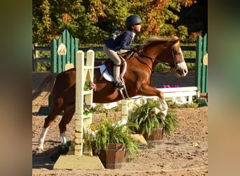 Dales Pony, Ruin, 9 Jaar, 124 cm, Donkere-vos