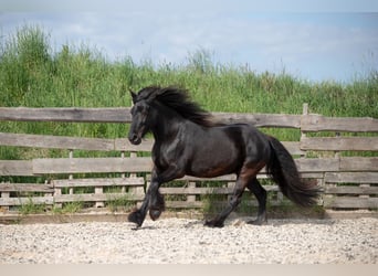 Dales Pony, Stute, 13 Jahre, 138 cm, Rappe