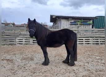Dales Pony, Stute, 14 Jahre, 138 cm, Rappe