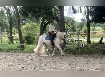 Dales Pony, Wallach, 10 Jahre, 135 cm, Schimmel