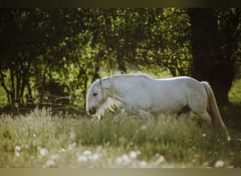 Dales Pony, Wallach, 10 Jahre, 135 cm, Schimmel
