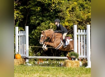 Dales Pony, Wallach, 9 Jahre, 124 cm, Dunkelfuchs