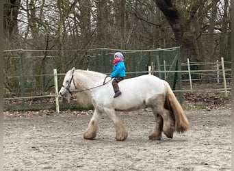 Dalesponny, Valack, 10 år, 135 cm, Grå