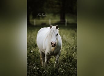 Dalesponny, Valack, 10 år, 135 cm, Grå