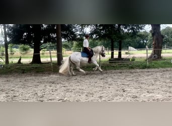 Dalesponny, Valack, 10 år, 135 cm, Grå