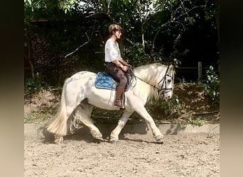 Dalesponny, Valack, 10 år, 135 cm, Grå