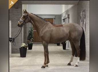 Danese, Castrone, 11 Anni, 167 cm, Sauro