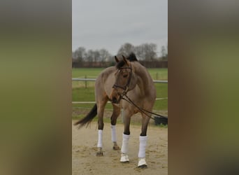 Danese, Castrone, 11 Anni, 175 cm, Baio