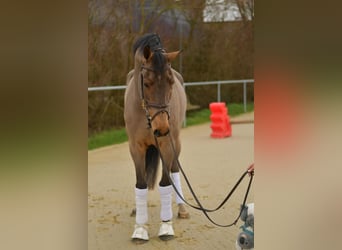 Danese, Castrone, 11 Anni, 175 cm, Baio