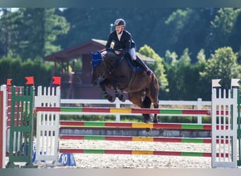 Danese, Castrone, 13 Anni, Baio scuro