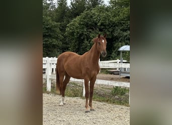Danese, Castrone, 2 Anni, 173 cm, Sauro
