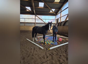 Danese, Castrone, 3 Anni, 163 cm, Morello