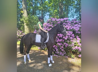Danese, Castrone, 3 Anni, 163 cm, Morello