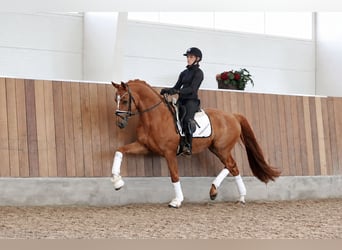 Danese, Castrone, 5 Anni, 170 cm, Sauro