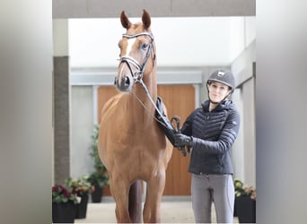 Danese, Castrone, 5 Anni, 170 cm, Sauro