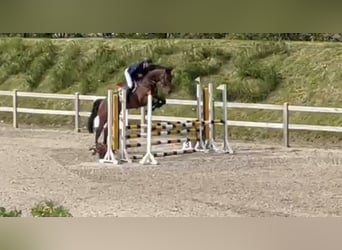 Danese, Castrone, 5 Anni, 172 cm, Baio