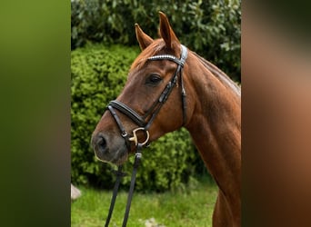 Danese, Castrone, 5 Anni, 176 cm, Sauro scuro
