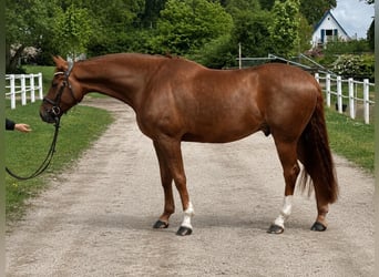 Danese, Castrone, 5 Anni, 176 cm, Sauro scuro