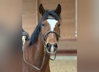 Danese, Castrone, 6 Anni, 155 cm, Baio