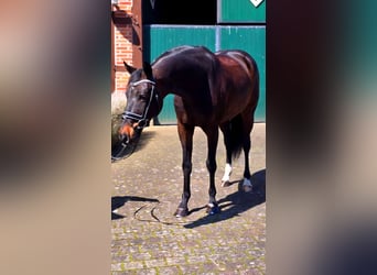 Danese, Castrone, 6 Anni, 166 cm, Baio scuro