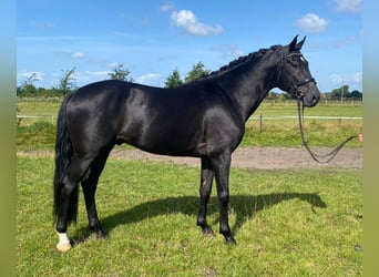 Danese, Castrone, 6 Anni, 166 cm, Morello