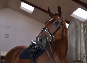 Danese, Castrone, 6 Anni, 169 cm, Baio ciliegia