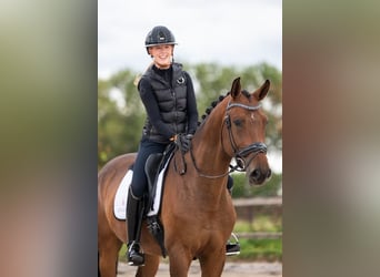 Danese, Castrone, 6 Anni, 170 cm, Baio