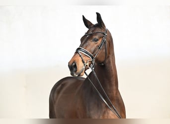 Danese, Castrone, 6 Anni, 172 cm, Baio