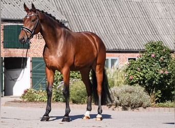 Danese, Castrone, 6 Anni, 173 cm, Baio