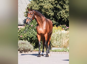 Danese, Castrone, 6 Anni, 173 cm, Baio