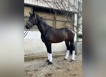 Danese, Castrone, 6 Anni, 175 cm, Baio scuro