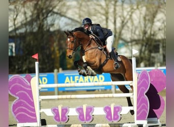 Danese, Castrone, 7 Anni, 165 cm, Baio