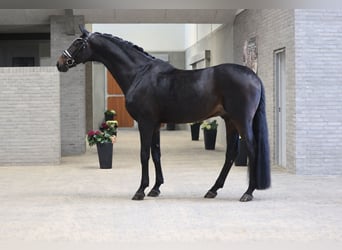 Danese, Castrone, 7 Anni, 172 cm, Baio