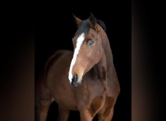 Danese, Castrone, 7 Anni, 173 cm, Baio scuro