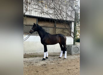 Danese, Castrone, 7 Anni, 175 cm, Baio scuro