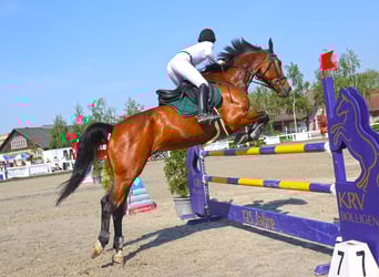 Danese, Castrone, 9 Anni, 175 cm, Baio scuro
