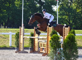 Danese, Castrone, 9 Anni, 175 cm, Baio scuro