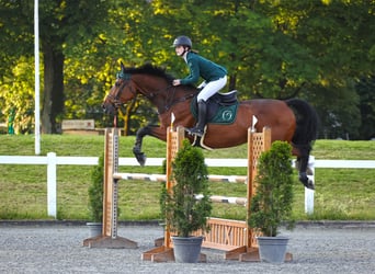 Danese, Castrone, 9 Anni, 175 cm, Baio scuro