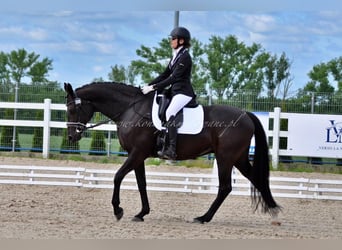 Danese, Giumenta, 11 Anni, 164 cm, Morello