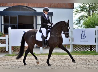 Danese, Giumenta, 11 Anni, 164 cm, Morello