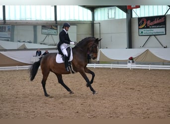 Danese, Giumenta, 13 Anni, 170 cm, Baio